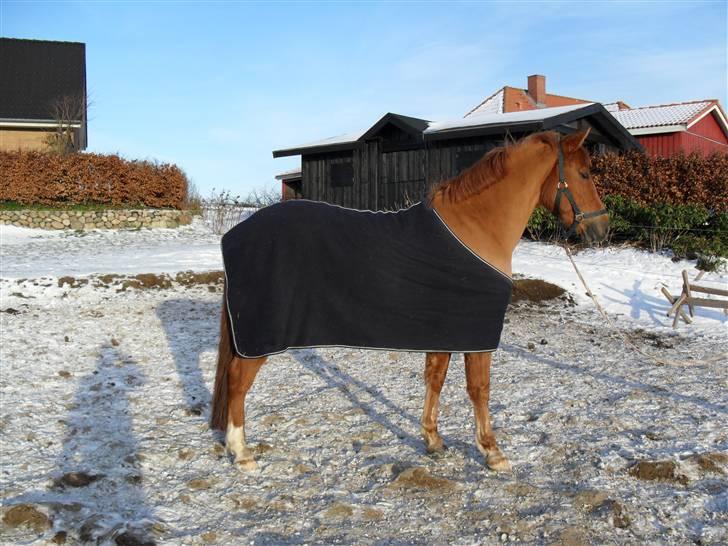 New Forest Silvester billede 6