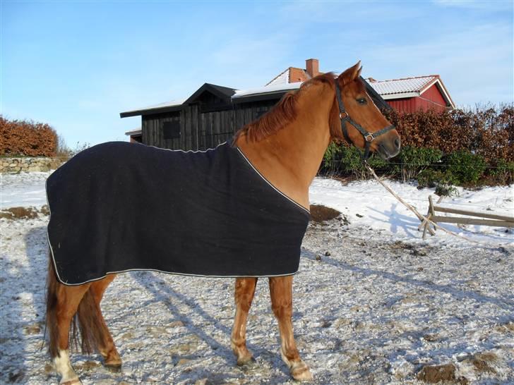 New Forest Silvester billede 7