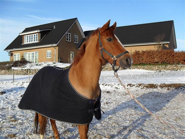 New Forest Silvester billede 8