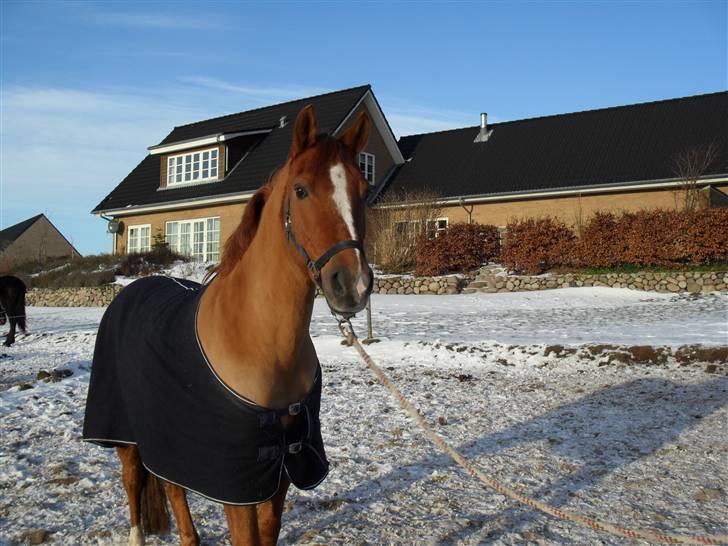 New Forest Silvester billede 9