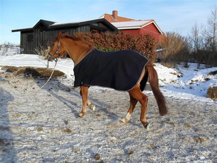 New Forest Silvester billede 10