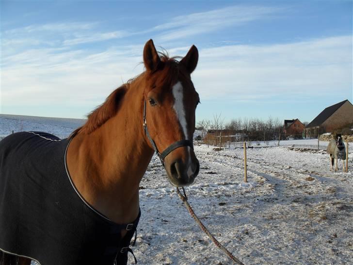 New Forest Silvester billede 12