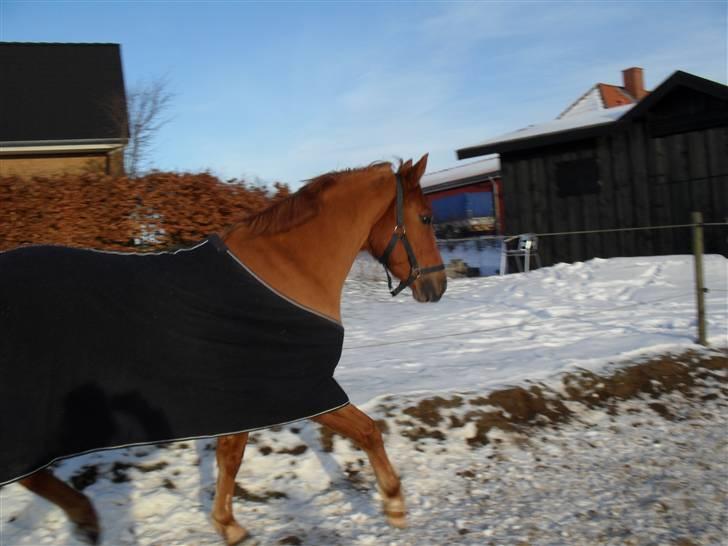 New Forest Silvester billede 13