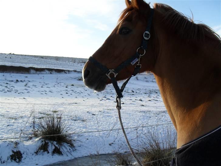 New Forest Silvester billede 14