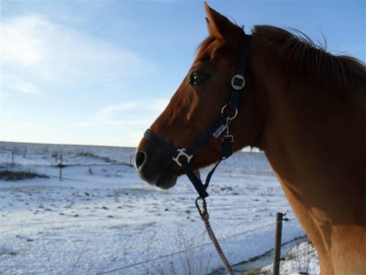 New Forest Silvester billede 15