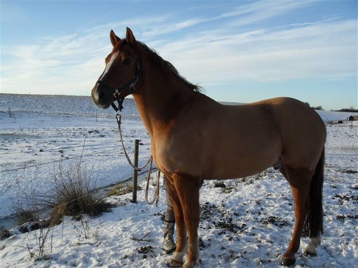 New Forest Silvester billede 16