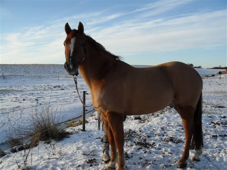 New Forest Silvester billede 17