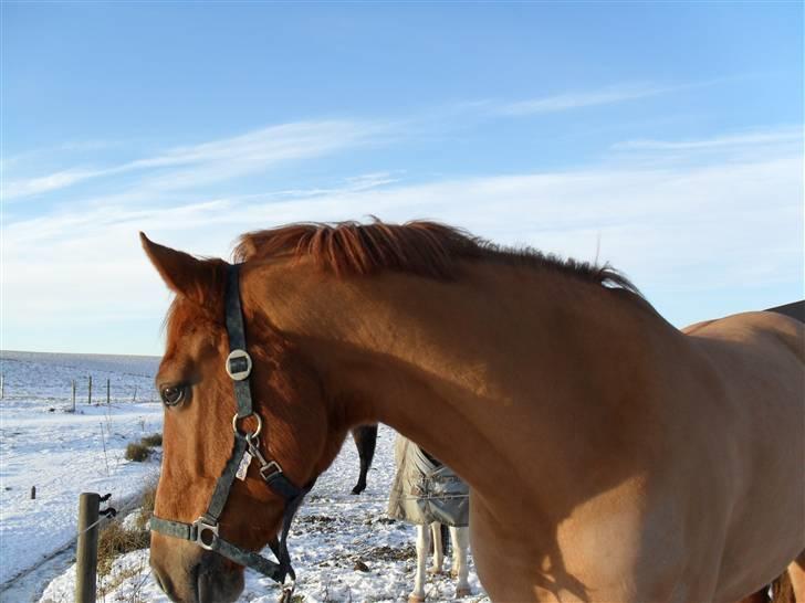 New Forest Silvester billede 18