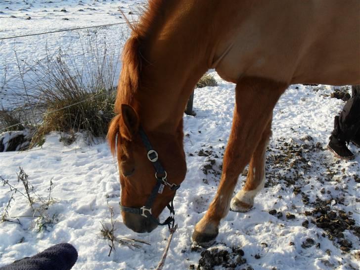 New Forest Silvester billede 19