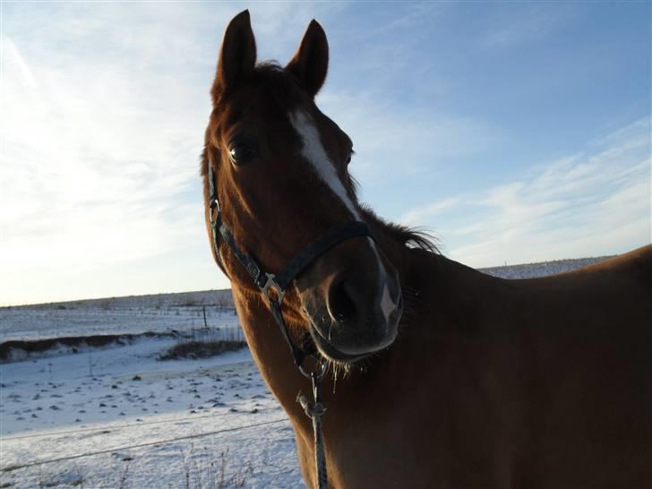 New Forest Silvester billede 20