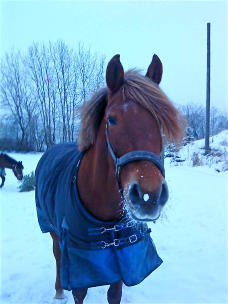Anden særlig race Barcardi - Barcardi på folden 2009 billede 14