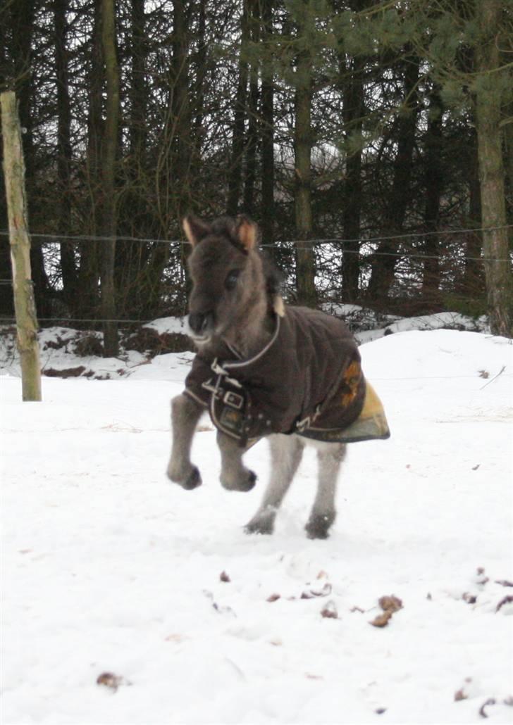 Islænder Halakarta fra Søholm - Sådan her kommer hun løbende hver gang jeg kalder "baaaaaaaaby Smilla"  billede 11