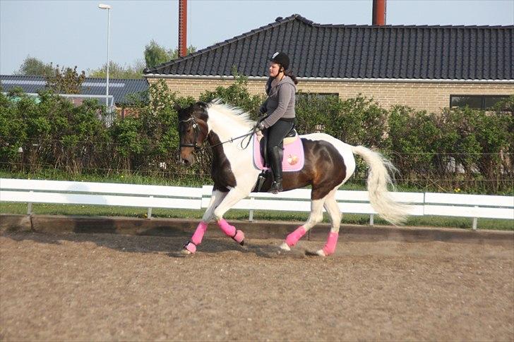 Pinto Trille A Højbjerg <3 - Galop <3 Foto: Barløse billede 6