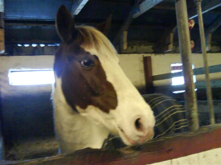 Anden særlig race Canupa - Se hvor flot jeg er ;D  billede 1