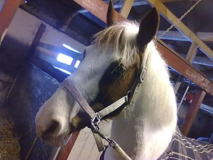 Anden særlig race Canupa - Skal jeg ud og ride? billede 2