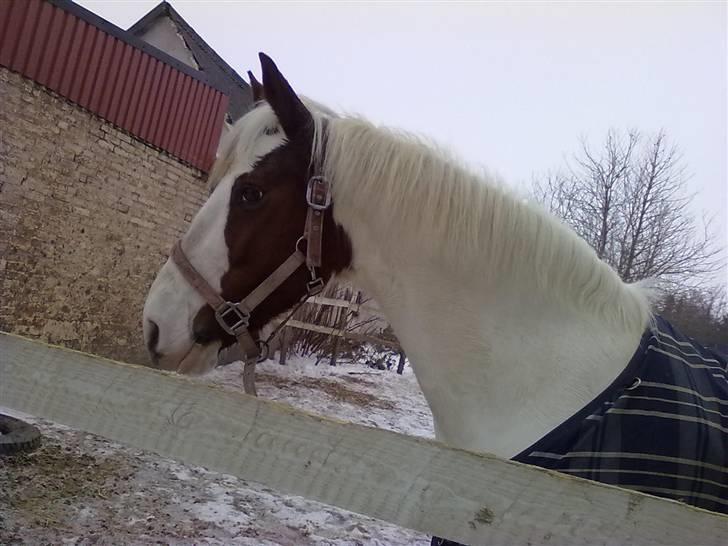 Anden særlig race Canupa - Fold?? :D Jahh billede 4