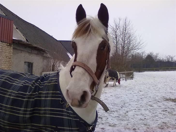Anden særlig race Canupa - Må jeg komme ind nu? billede 5