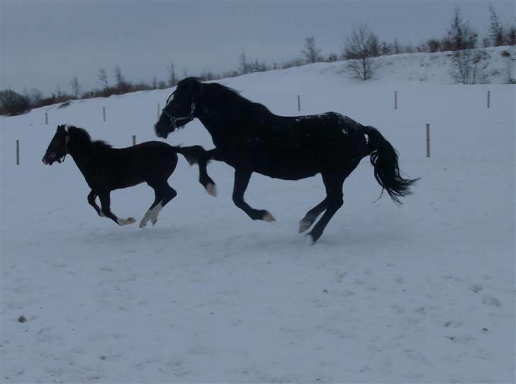 Welsh Cob (sec D) Derwen Genevieve (R.I.P.) - Genevieve i opla... billede 16