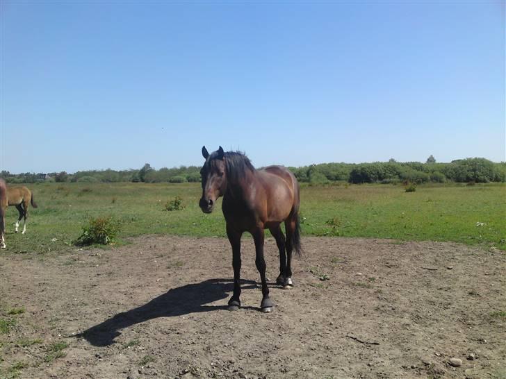 Trakehner R.I.P Lacroix billede 8