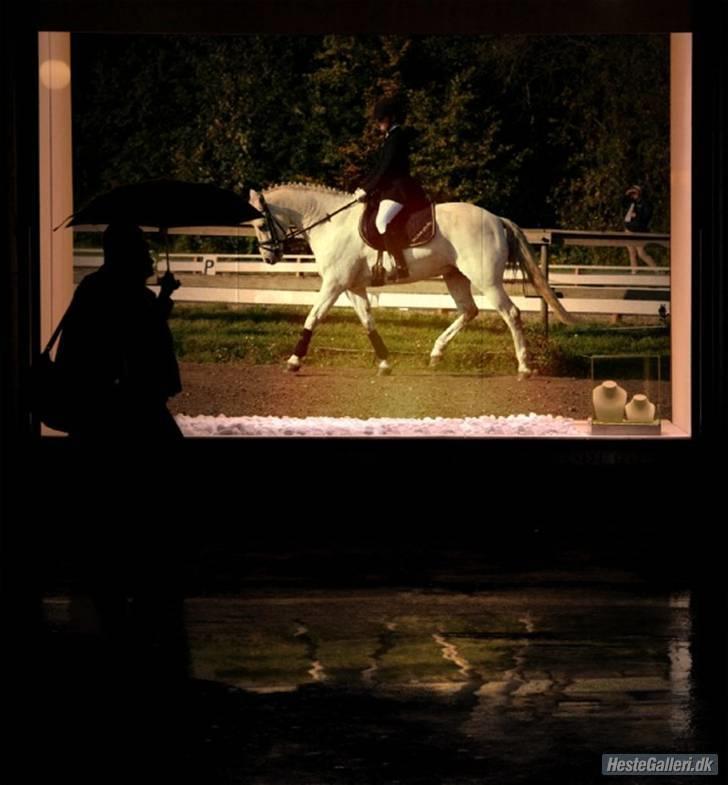 Connemara Ard Chuan Grey Boy billede 16