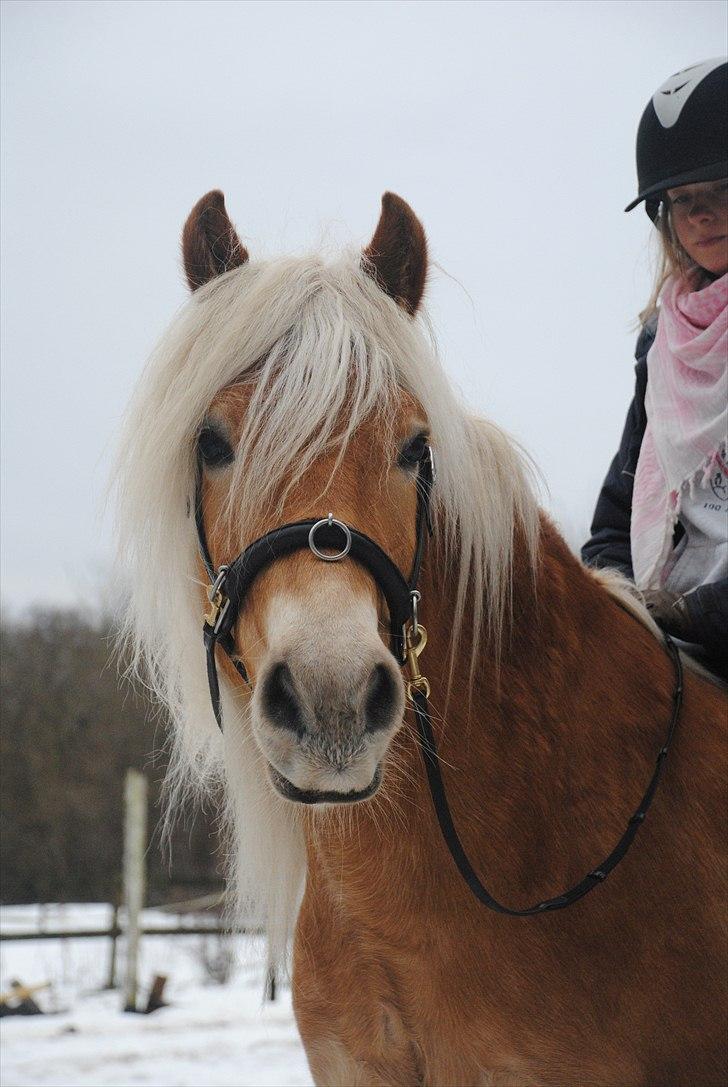 Haflinger Lukas | x-part | Solgt - Foto: Sofie |Velkommen til Lukas´ profil :D - smid meget gerne en kommentar, og så ville vi da også blive glade for en Bedømmelse :D  billede 1