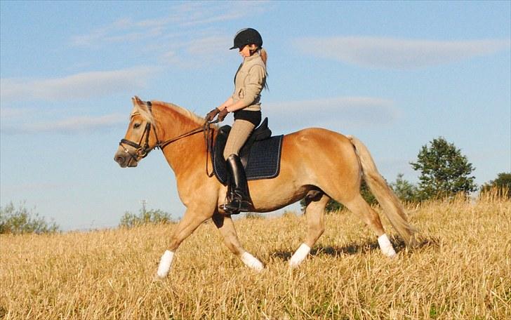 Haflinger Lukas | x-part | Solgt - Foto: Sofie | Smukke lukas billede 4