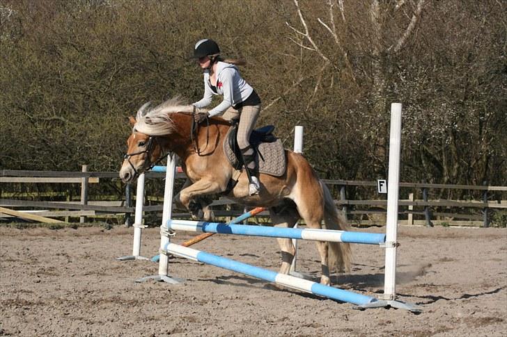Haflinger Lukas | x-part | Solgt - Foto: AM | Det første springbilled! ;D   billede 5