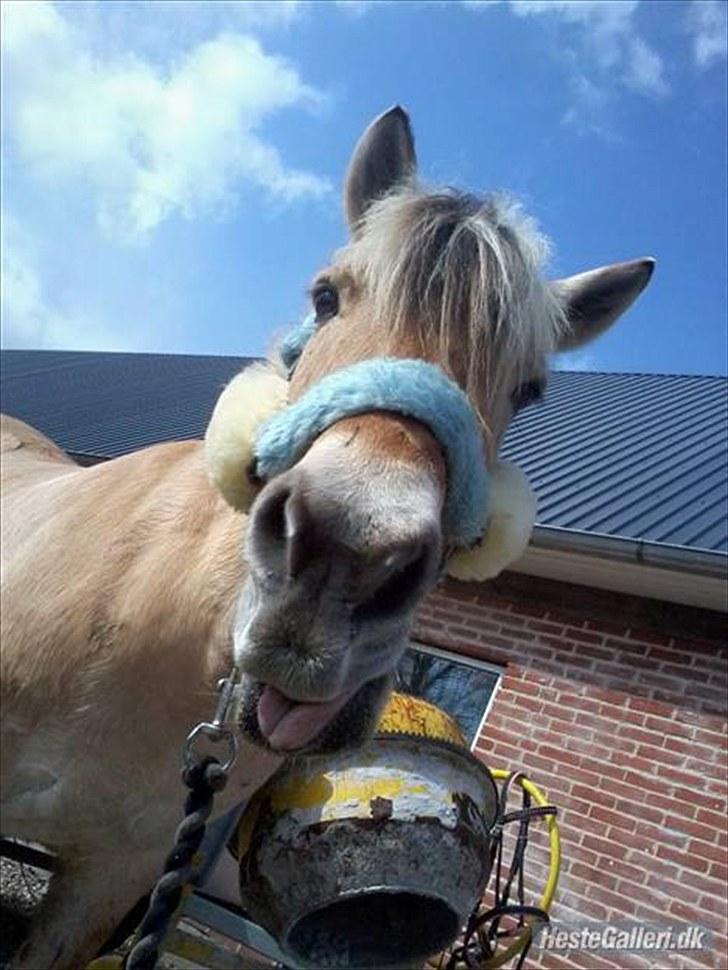 Fjordhest Gaia <3 billede 7