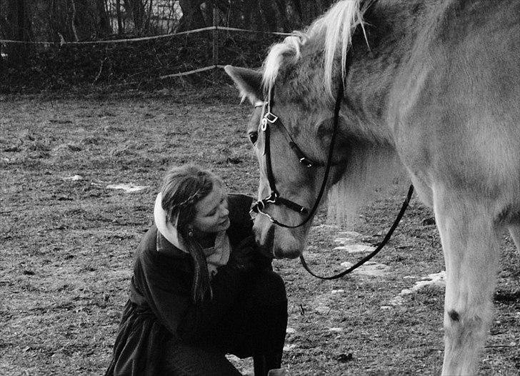 Haflinger Lukas | x-part | Solgt - Foto: Sofie | NYT - En hest som der altid vil savnes!  billede 8