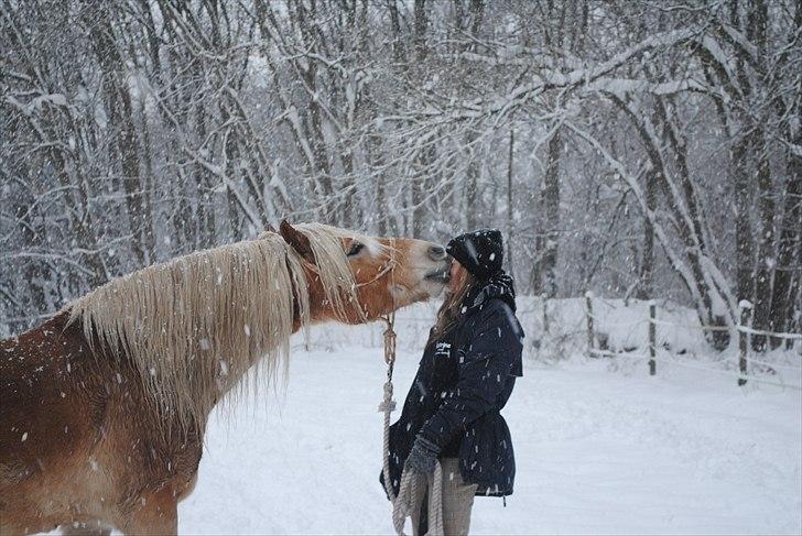 Haflinger Lukas | x-part | Solgt - Foto: Sofie | Et vinterkys billede 10