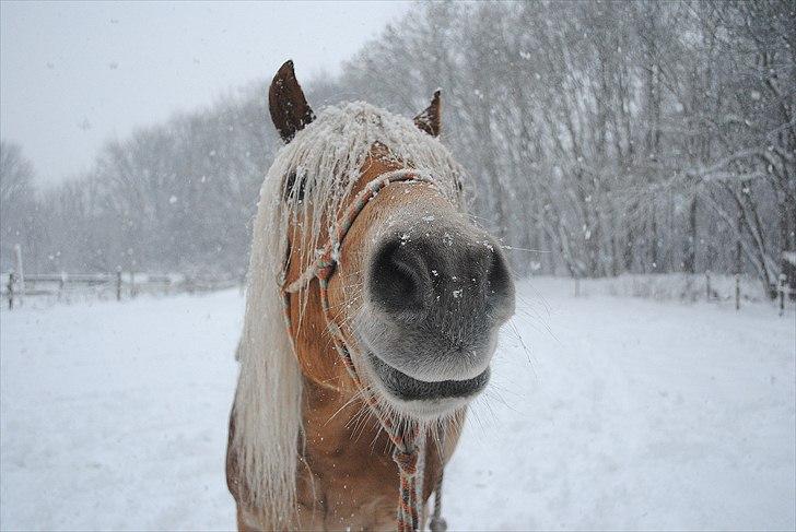 Haflinger Lukas | x-part | Solgt - Foto: Sofie | kan du få mullen tættere på luksen?:D haha billede 11