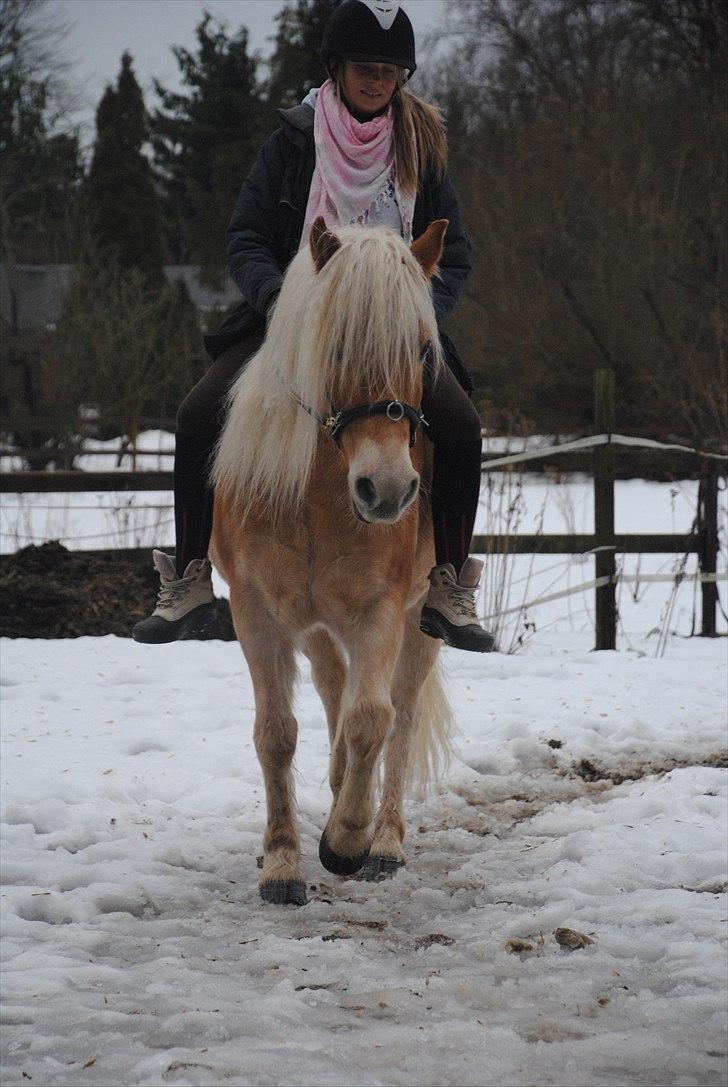 Haflinger Lukas | x-part | Solgt - Foto: Sofie | En hest  jeg vil savne :´|   billede 13