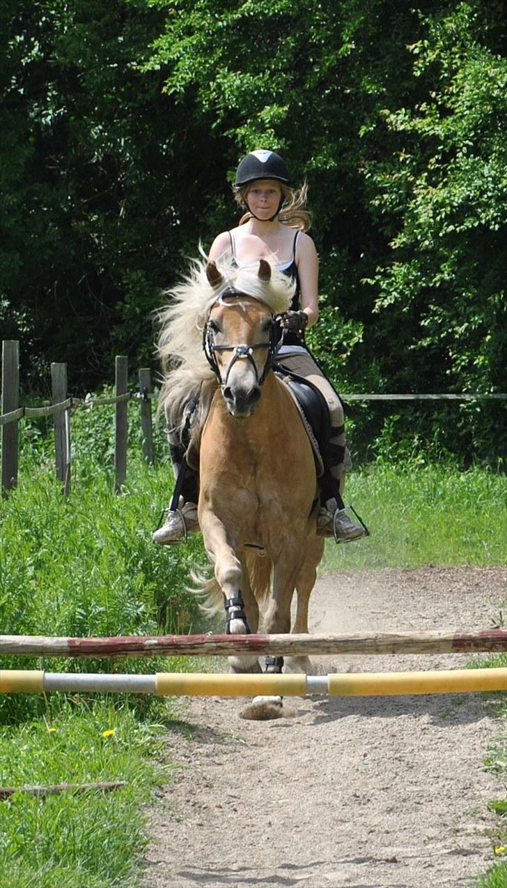 Haflinger Lukas | x-part | Solgt - Foto: Sofie | Hår der siger spar 2! Han er frisk.. jeg er koncentreret ;) billede 14