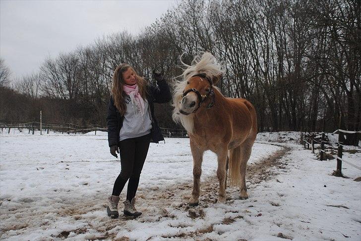 Haflinger Lukas | x-part | Solgt - Foto: Sofie | Ryste på komando billede 17