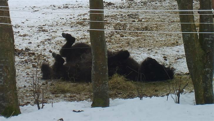 Islænder Djarfur fra Essendrup - 16.2.10 Djarfur ruller sig i wrap. billede 20