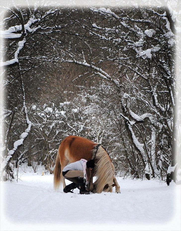 Haflinger Lukas | x-part | Solgt - Foto: Sandra | Fantastisk billed-efter min meningen!:D tak for kigget! billede 20