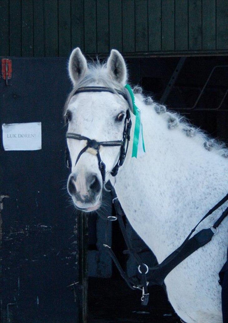 Anden særlig race Tristan Silver Boy  - VELKOMMEN TIL TRISTAN´S PROFIL  Foto: Sahra Henriksen til sprinstævne billede 1