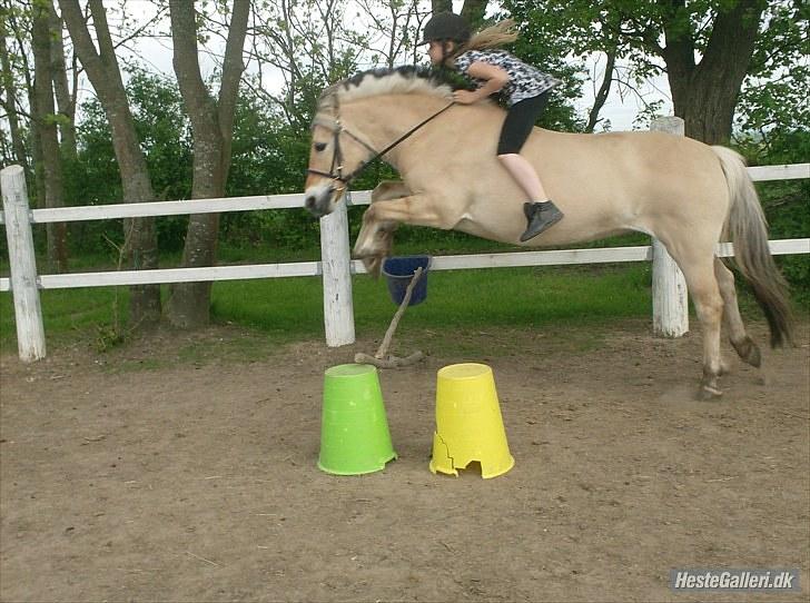 Fjordhest Gaia <3 billede 8