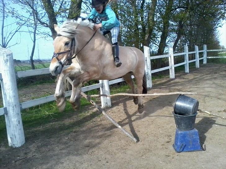 Fjordhest Gaia <3 - 80 cm det var drilge billede 9