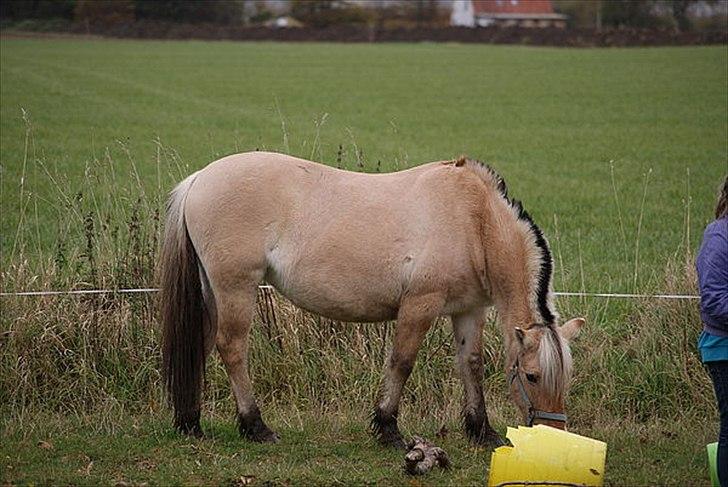 Fjordhest Gaia <3 billede 10