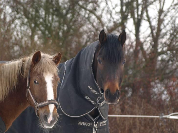 Dansk Varmblod Louies B billede 15