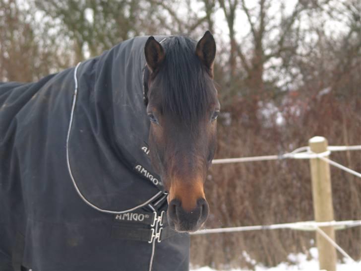 Dansk Varmblod Louies B billede 16