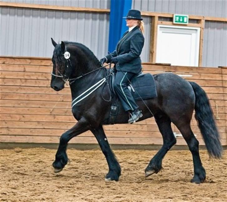 Frieser "ZILAS"   - Frieserhesten Midtjylland´s Åbent hus i Viborg. billede 7