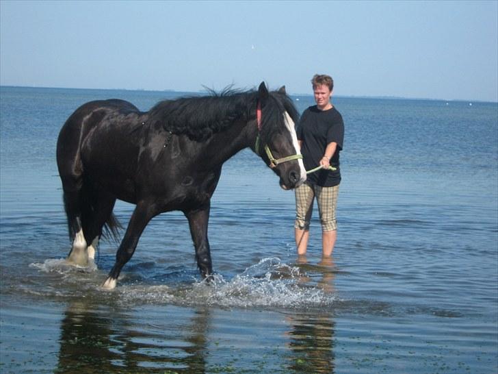 Tinker Sir jackpot of ivenhoe - Ude og køle fødderne på ridelejr.....2 minutter efter lå han ned i vandet :o) billede 5