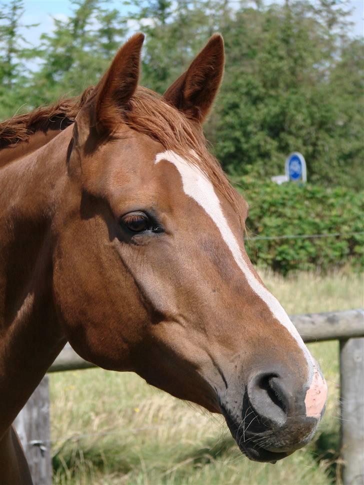 Dansk Varmblod Chanell billede 7