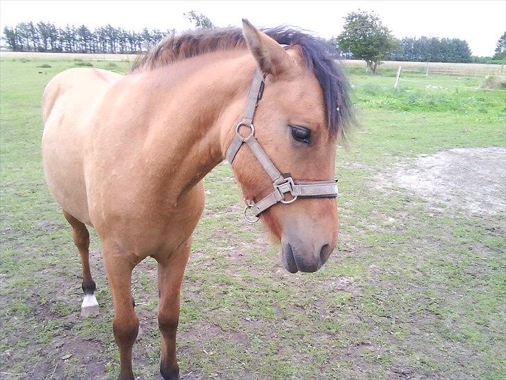 Anden særlig race Abby - skønne Abby billede 4