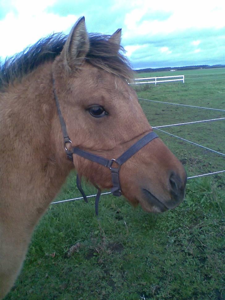 Anden særlig race Abby - smukke billede 9