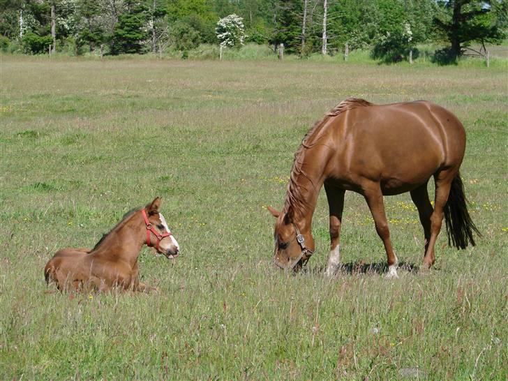 Dansk Varmblod Chanell billede 8