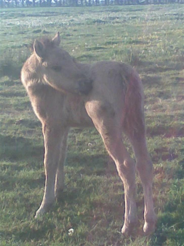 Anden særlig race Abby - som lille billede 10