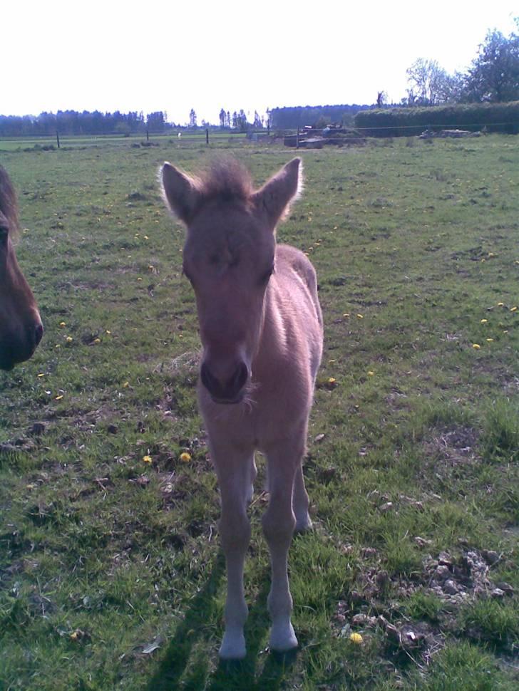 Anden særlig race Abby - som lille billede 11